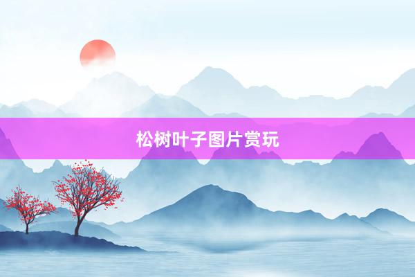 松树叶子图片赏玩